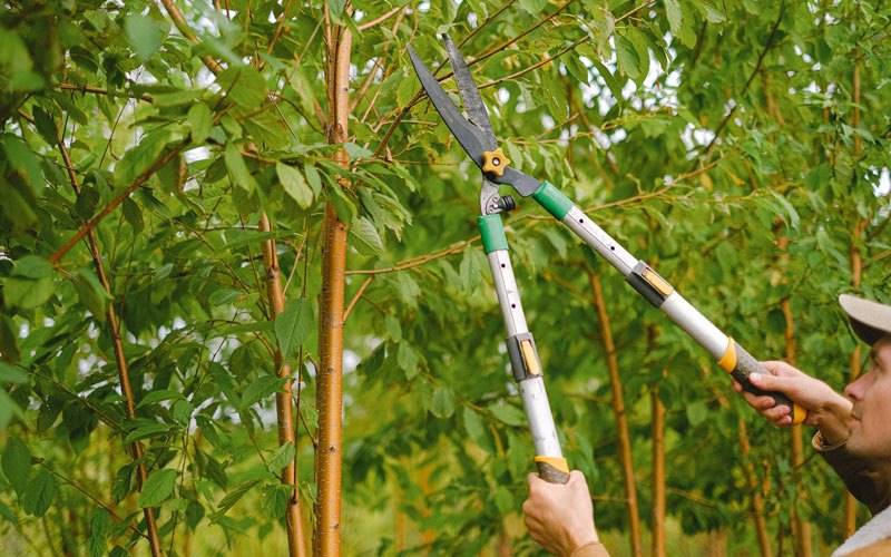 Tree trimming in Arroyo Grande, CA